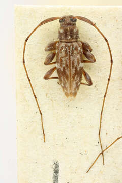 Image of Urgleptes multinotatus (Bates 1881)