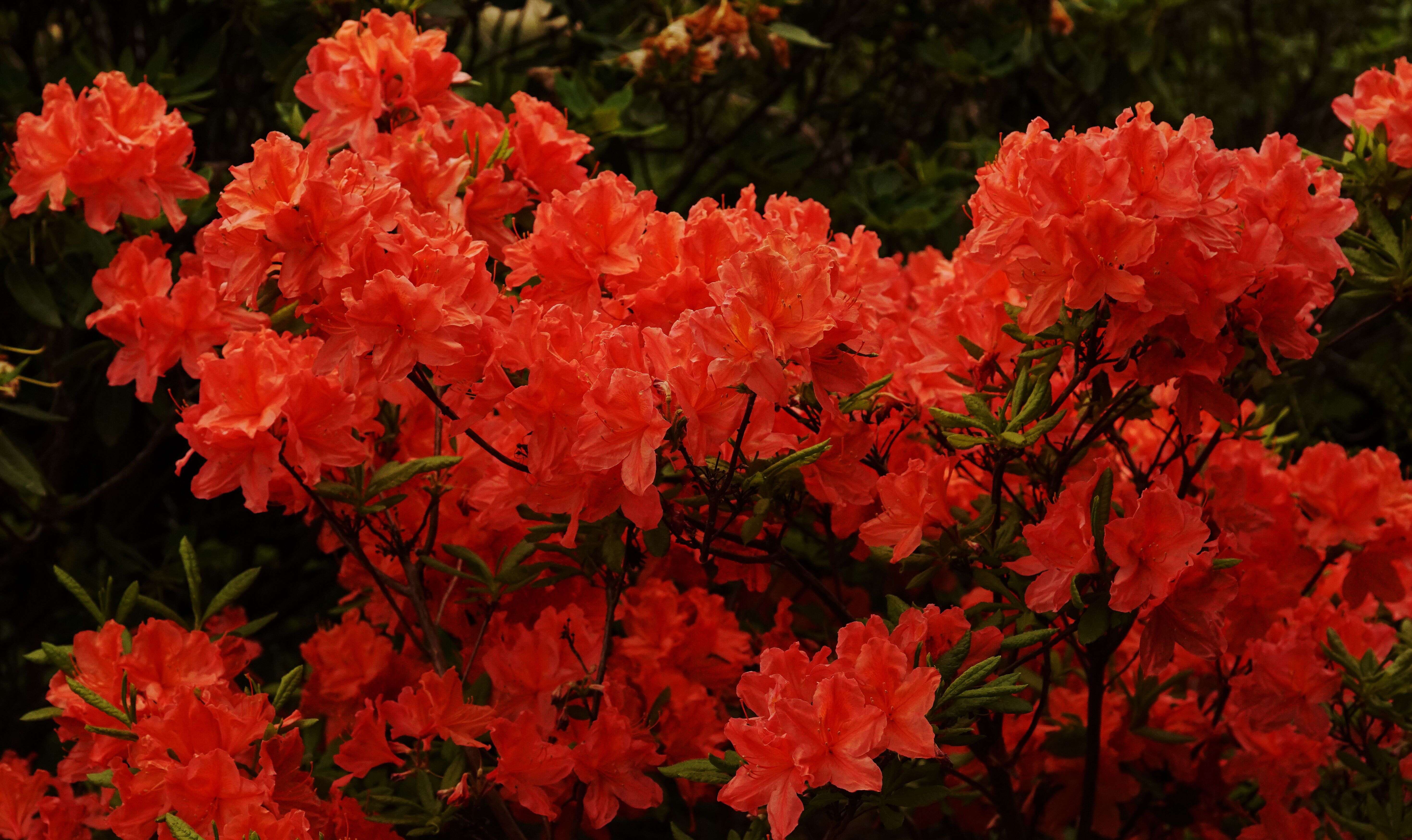 Image de Rhododendron molle (Bl.) G. Don