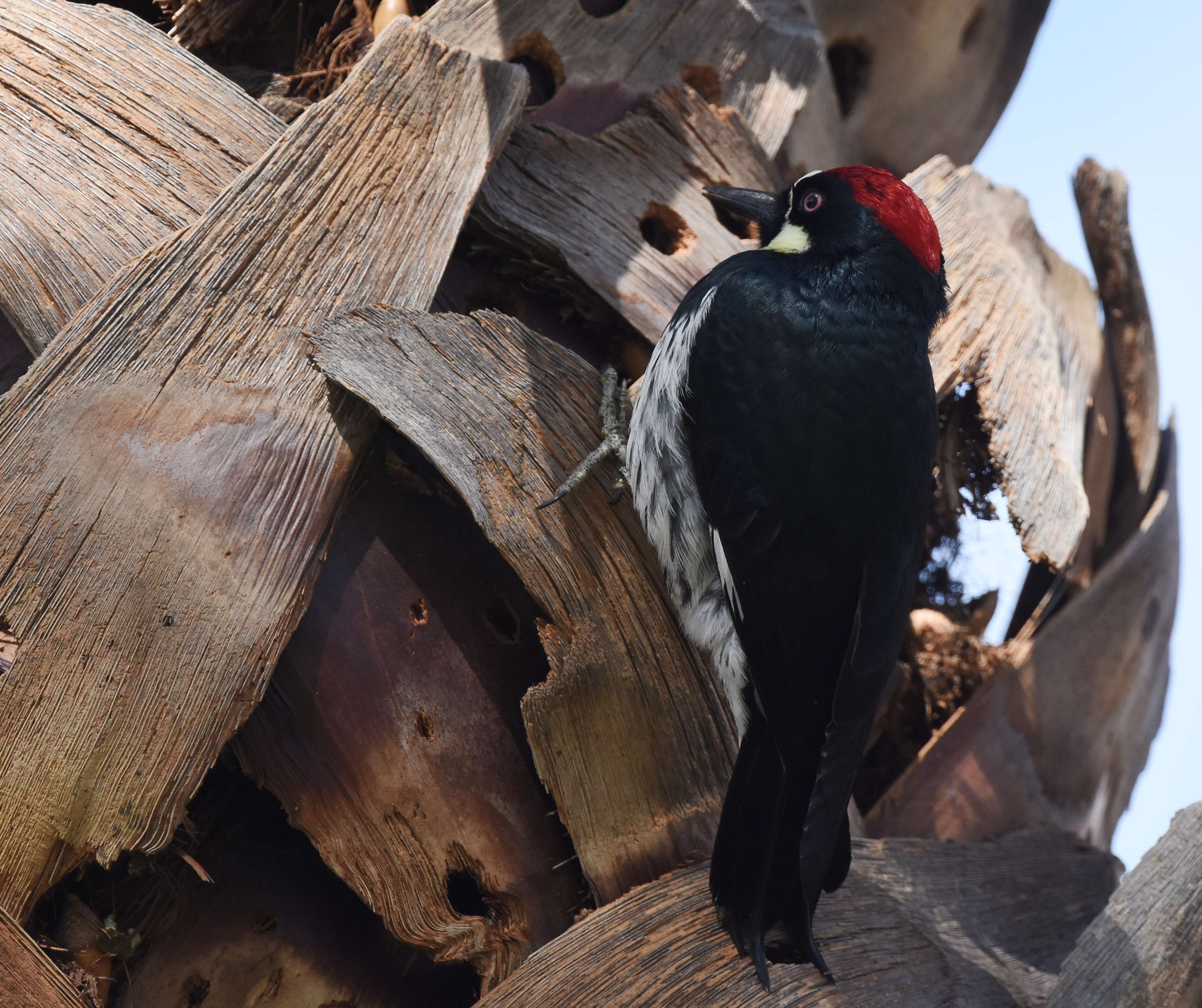 Image of Acorn Woodpecker