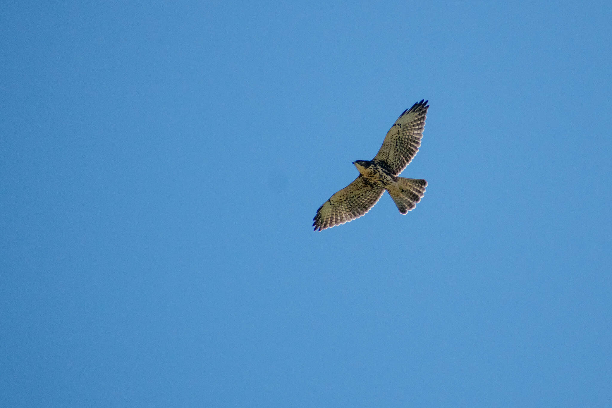 Image of White-throated Hawk