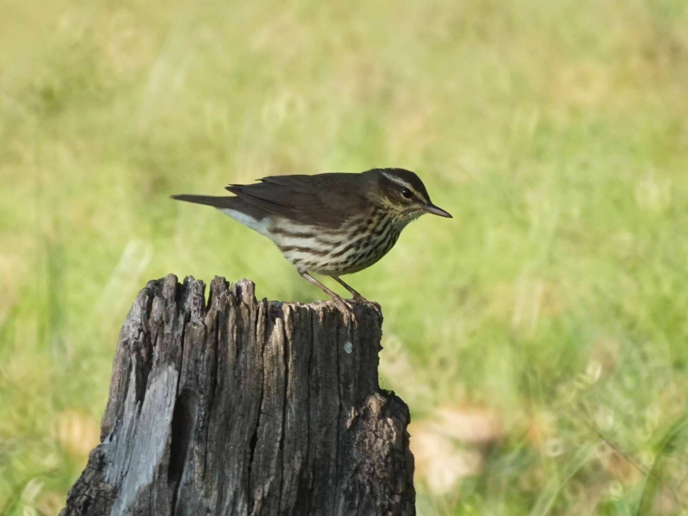 Image of Northern Waterthrush