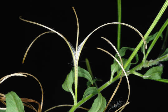 Image of american willowherb