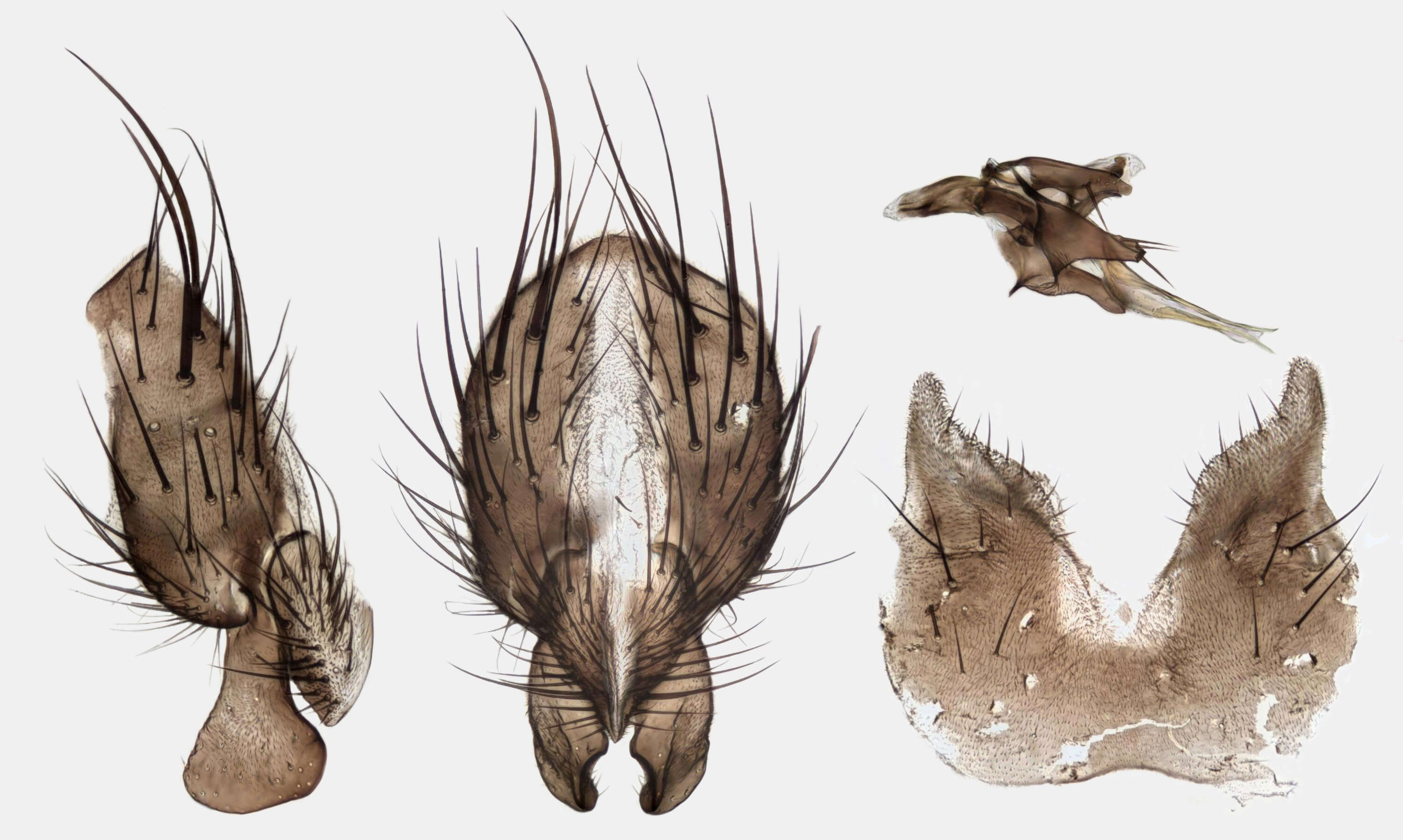 Image of root-maggot flies