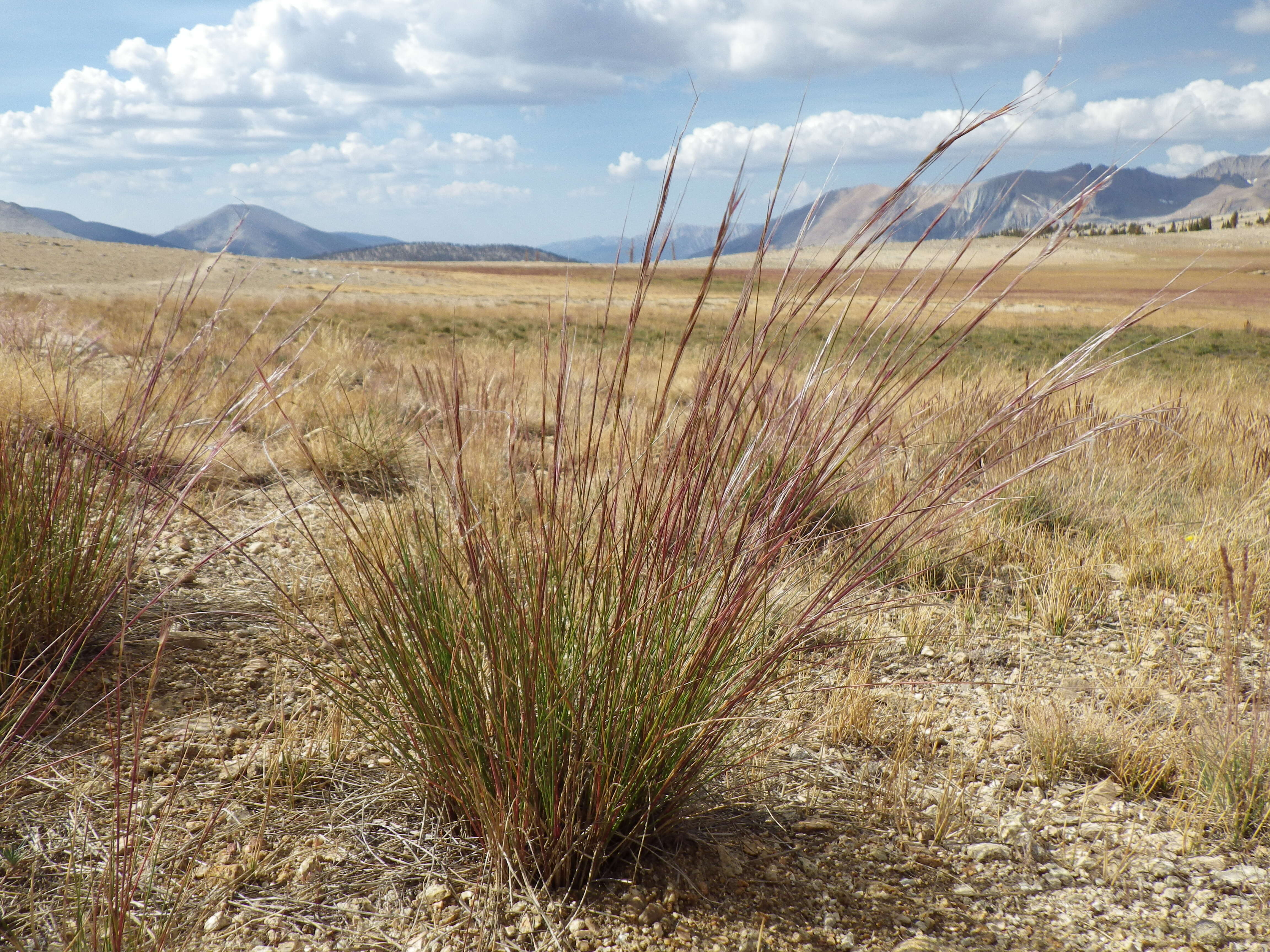 Image of western needlegrass