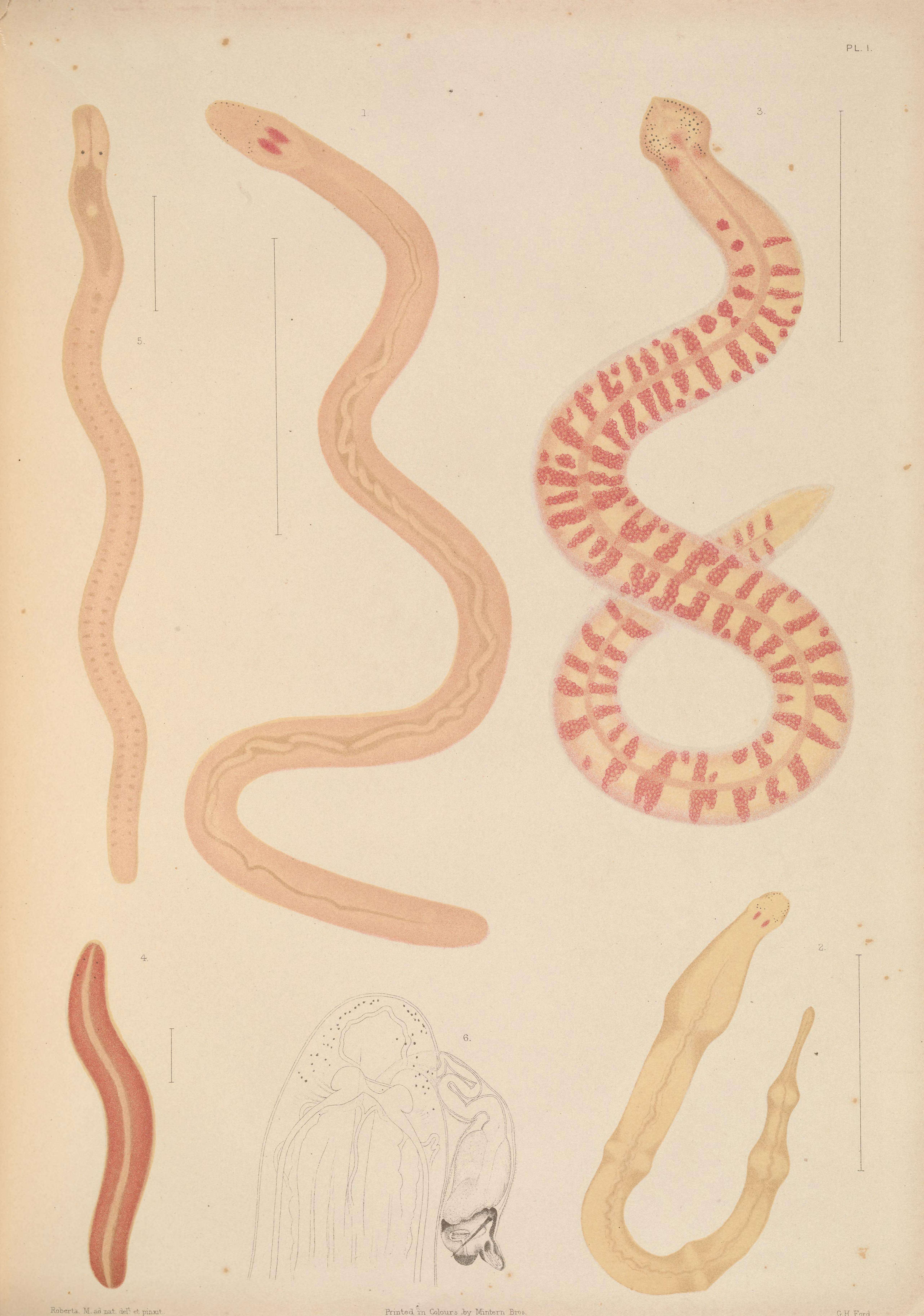 Image of milk-white ribbon worm