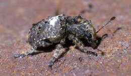 صورة Toxonotus cornutus