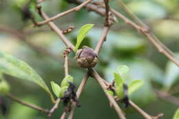 Brunfelsia uniflora (Pohl) D. Don resmi