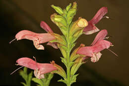 Imagem de Salvia thermarum van Jaarsv.