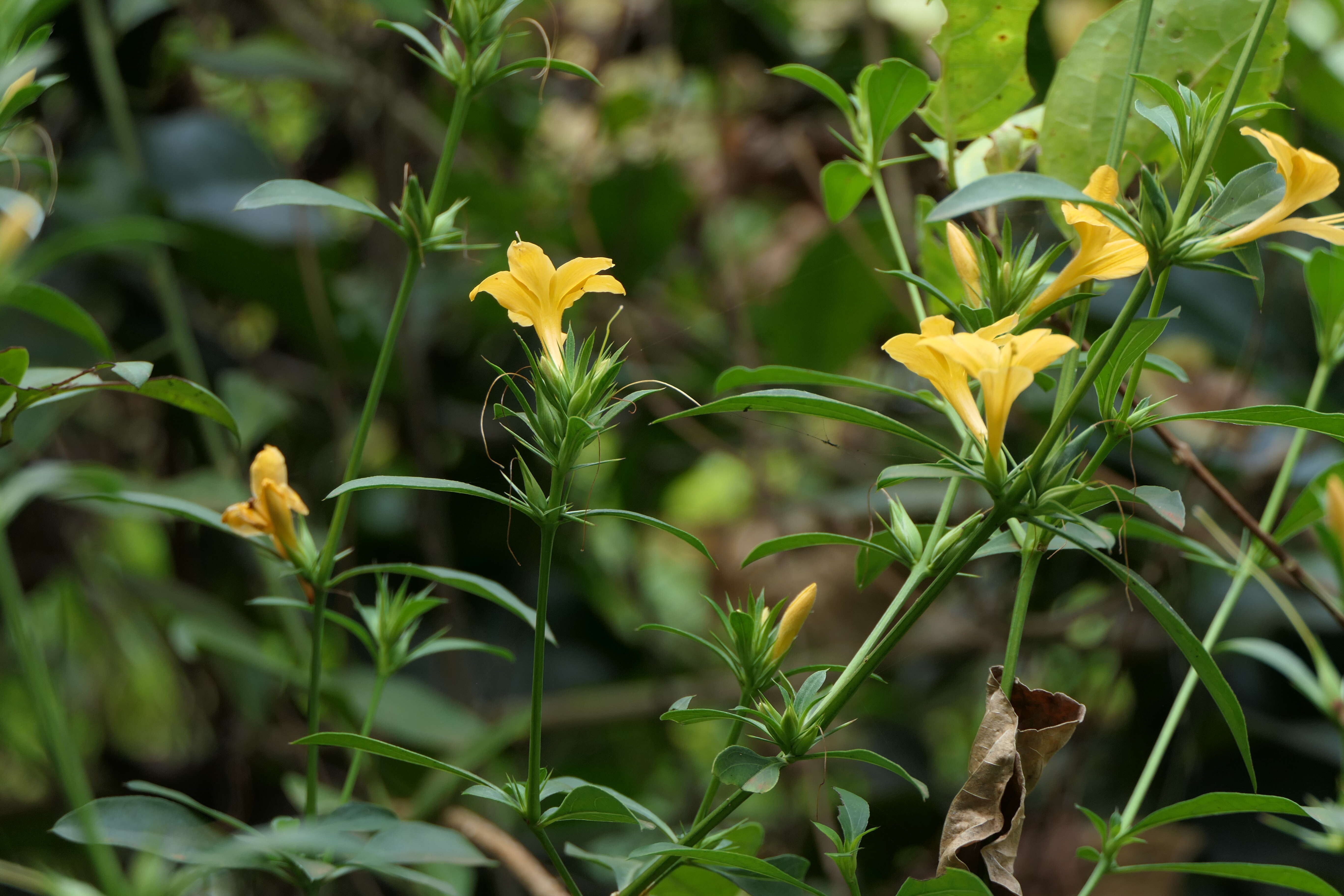 Plancia ëd Barleria prionitis L.