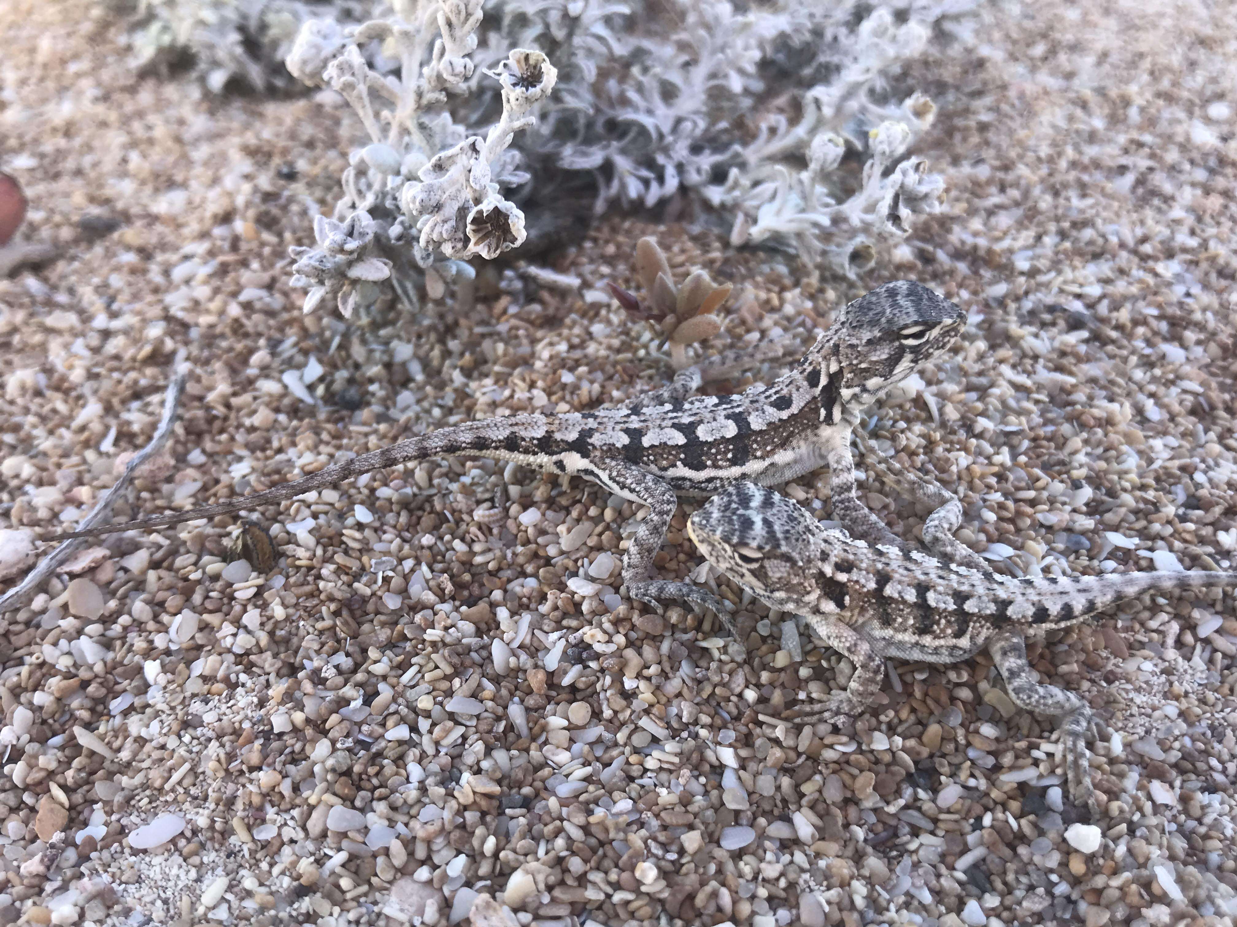 Image de Ctenophorus butlerorum (Storr 1977)