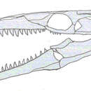 Image of Russellosaurus Paramo 1994