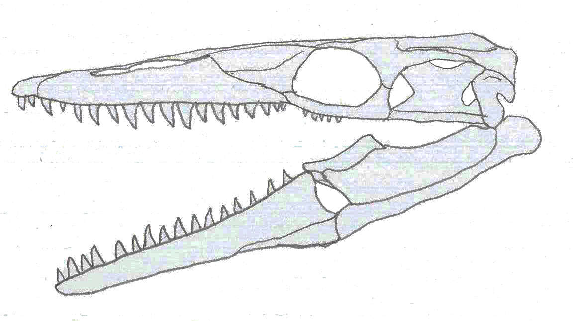 Image of Russellosaurus Paramo 1994