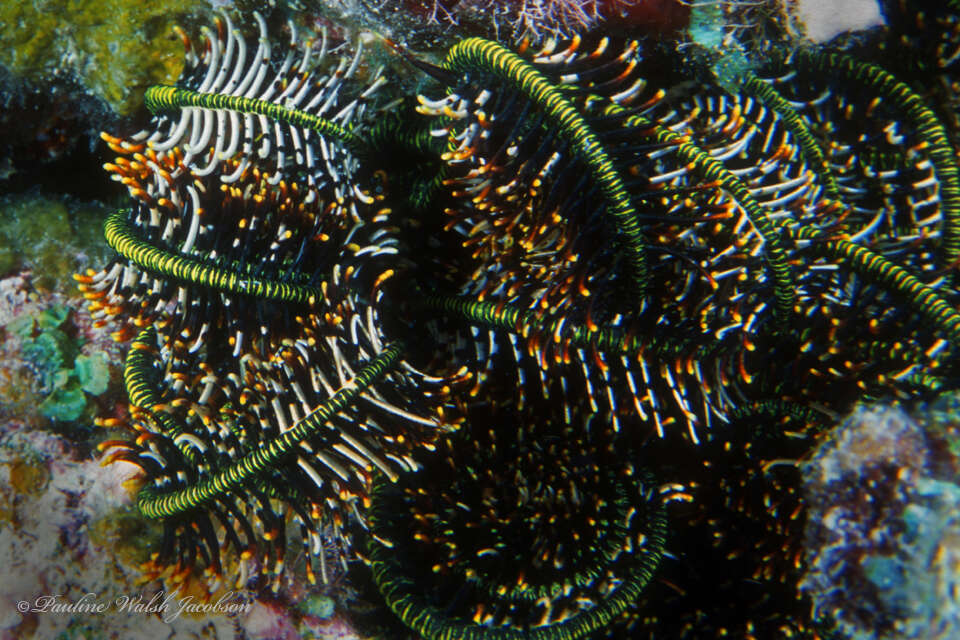 Image of Bottlebrush Feather Star