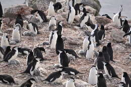 Image of Chinstrap Penguin