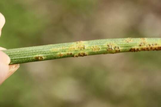 Image de Puccinia liliacearum Duby 1830