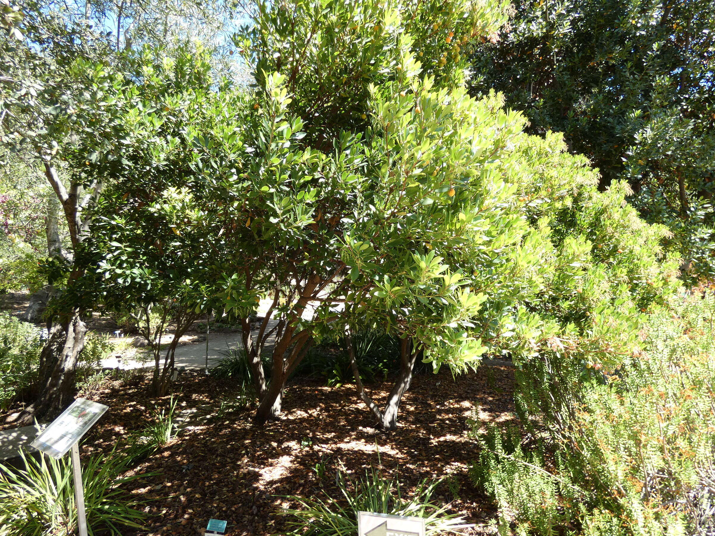 Image of strawberry tree