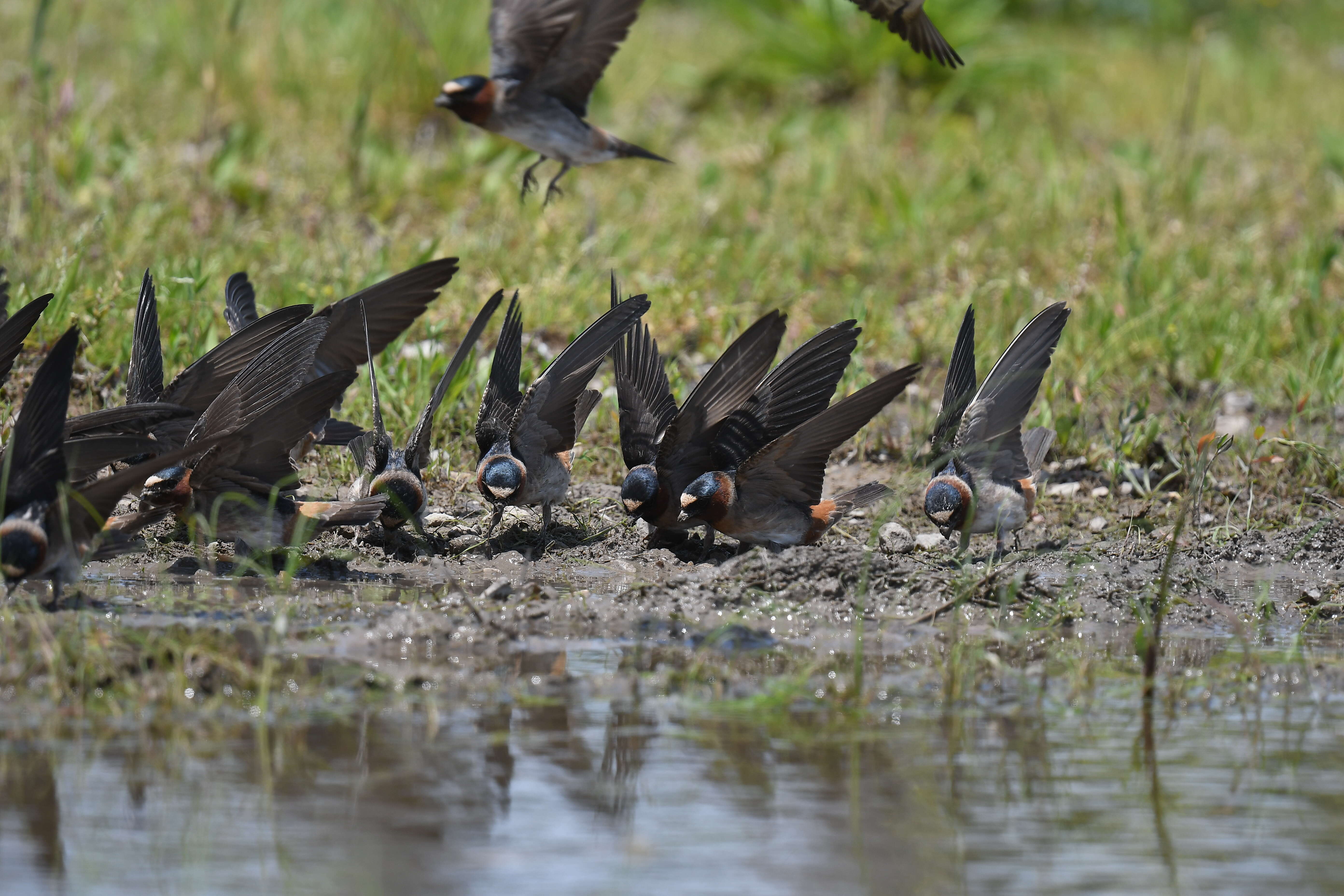 Image of American Cliff Swallow