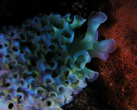 Image of lettuce sea slug