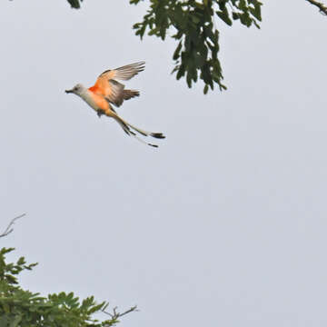 Image of Scissor-tailed Flycatcher