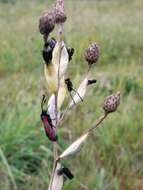 Image of six-spot burnet