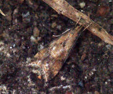 Image of Brachmia blandella