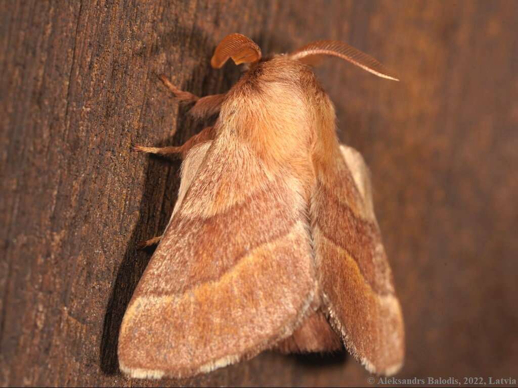 Image of lackey moth