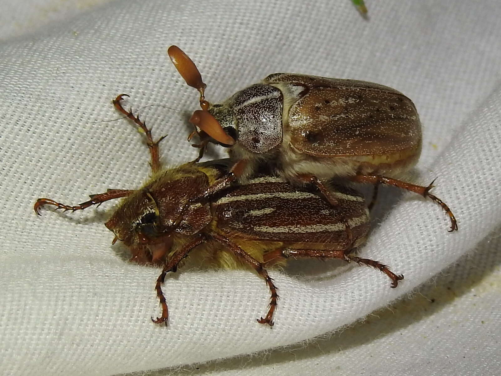 Image of Polyphylla pottsorum Hardy 1978