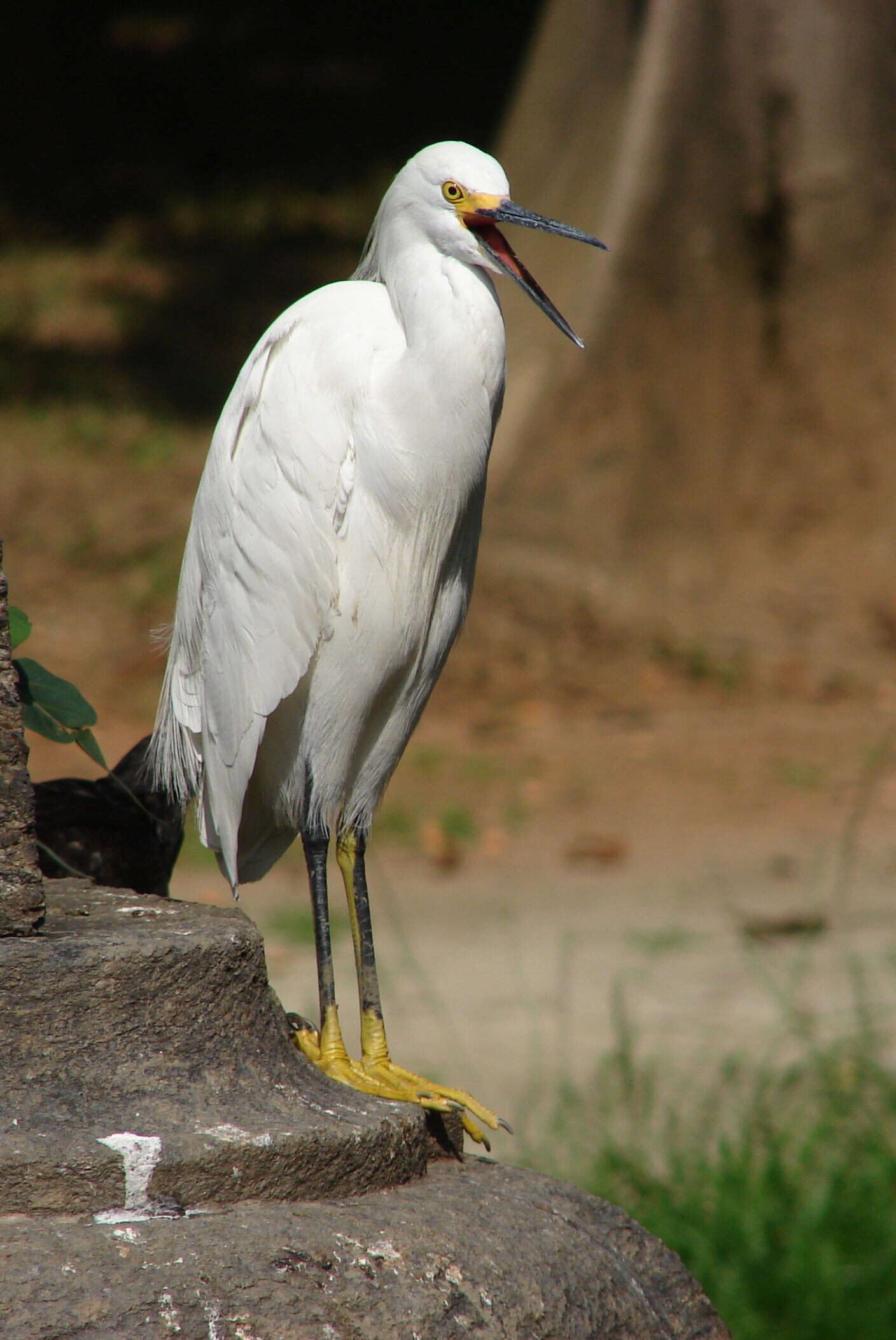 Image of Snowy Egret