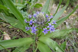 Scilla peruviana L. resmi