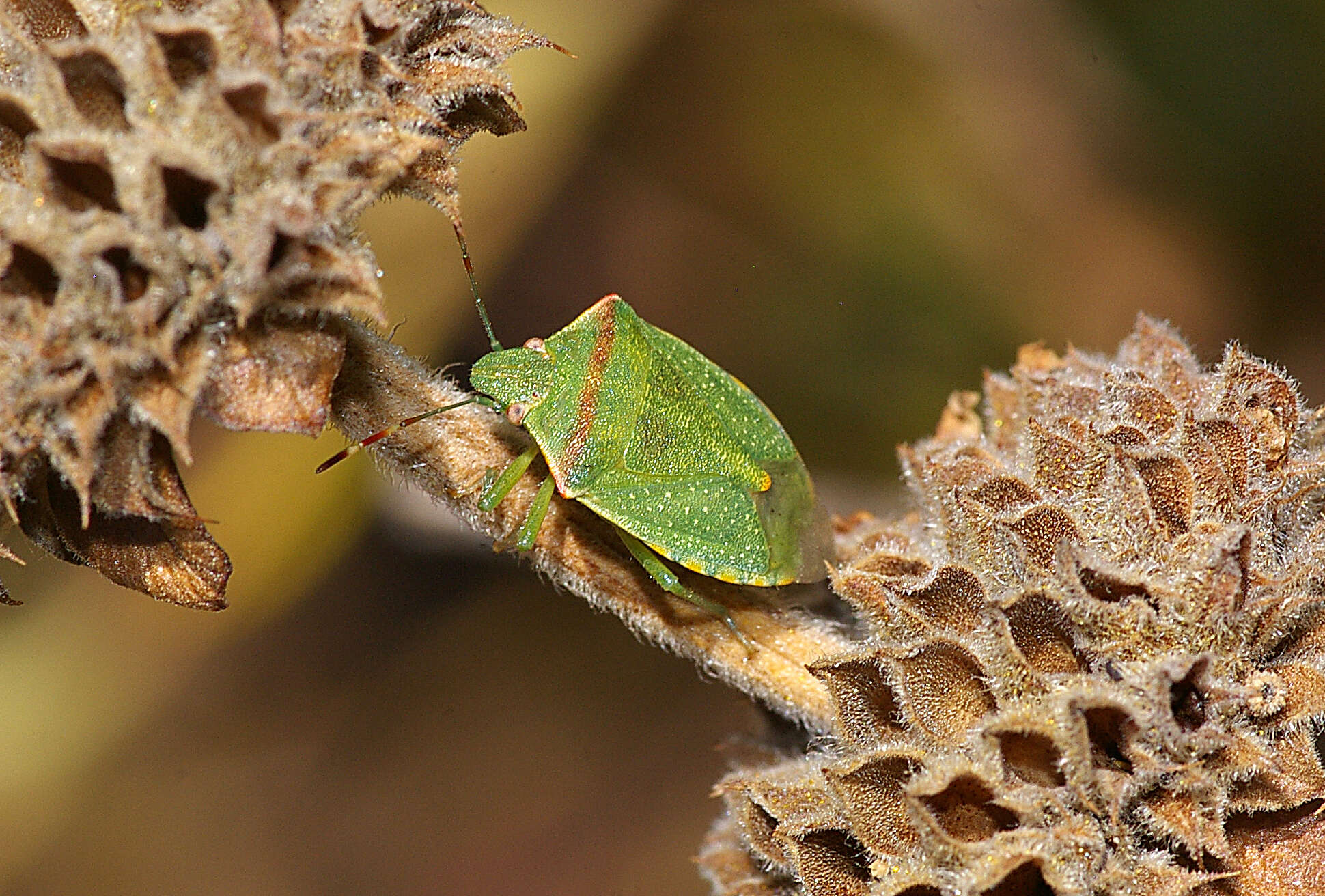 Image of stink bugs