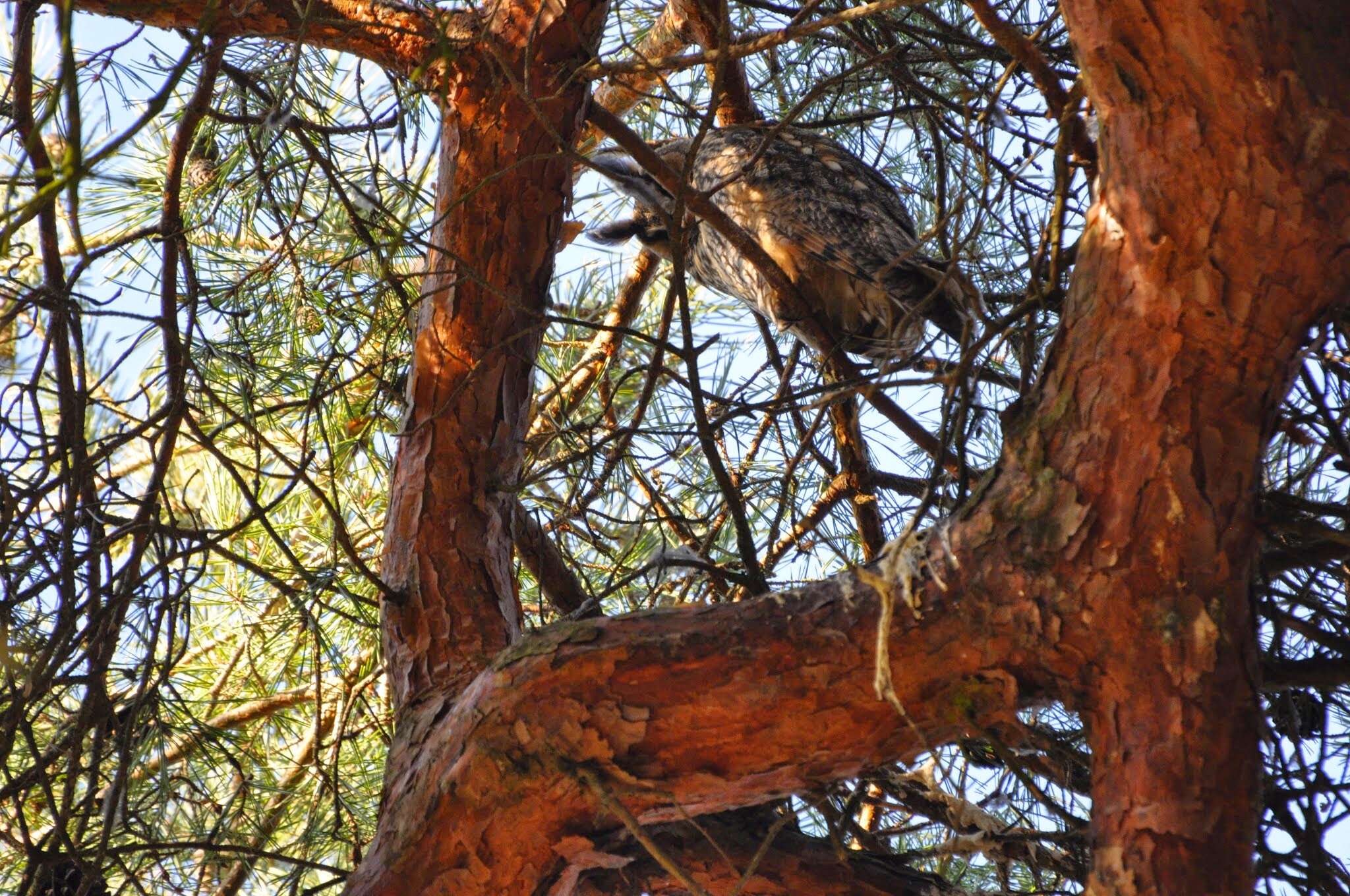 Image of Long-eared Owl