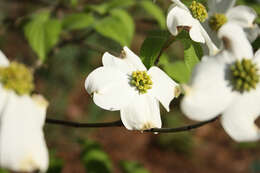 Image of flowering dogwood