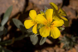 Image of Fendler's bladderpod