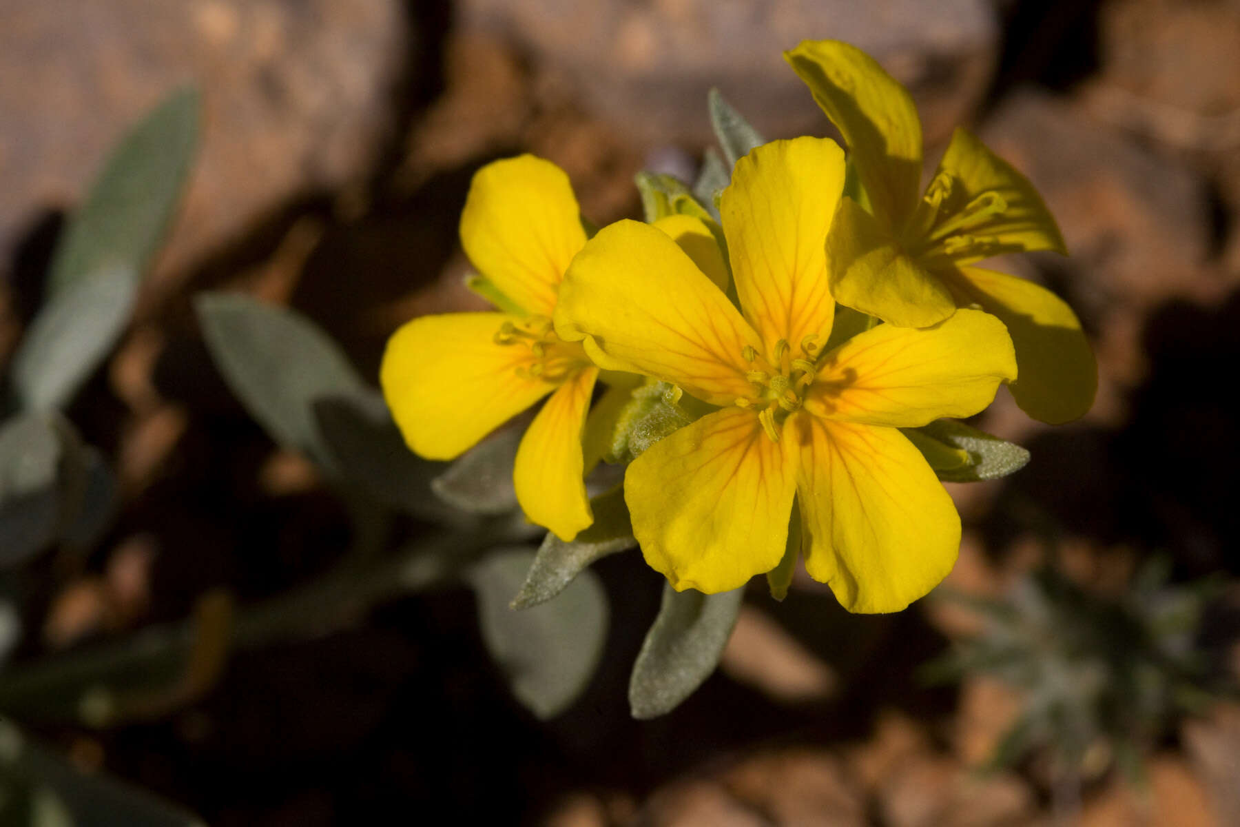 Image of Fendler's bladderpod