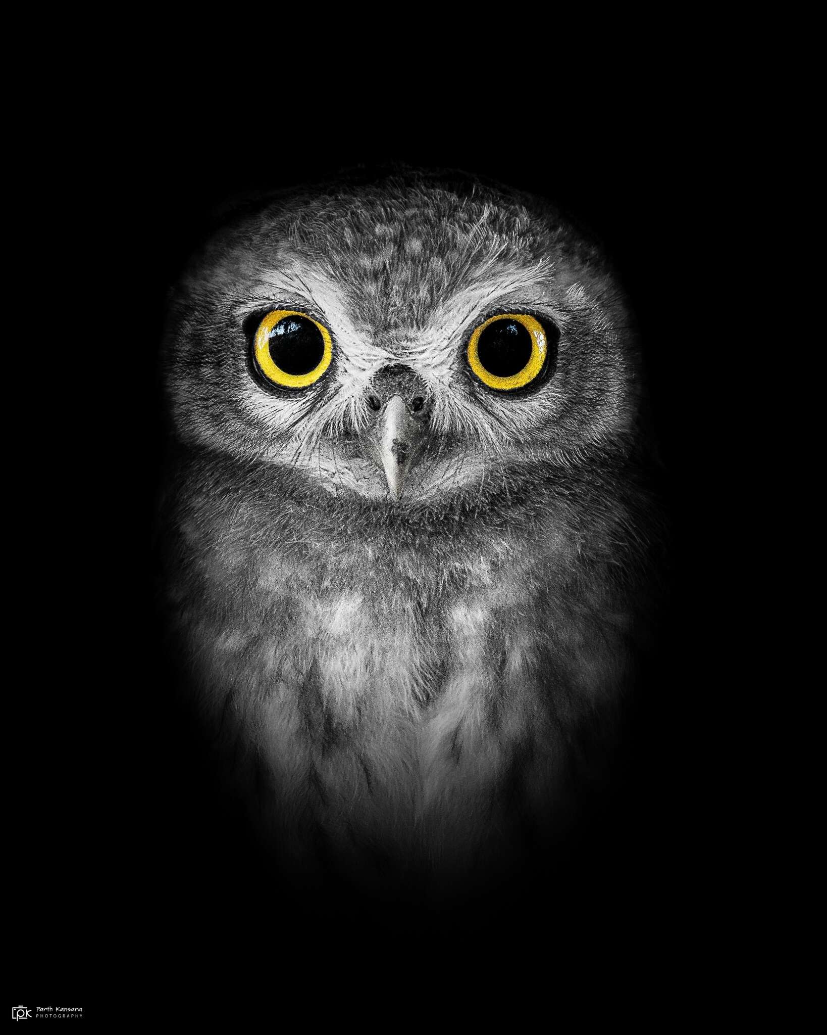 Image of Spotted Owlet