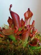 Image of Heliamphora