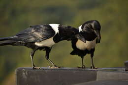 Image of Pied Crow