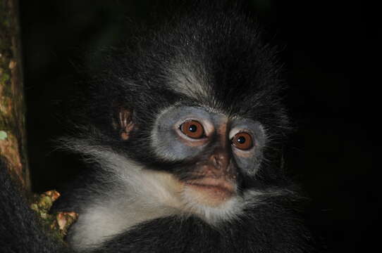 Image of North Sumatran Leaf Monkey