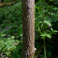 Imagem de Staphylea pinnata L.