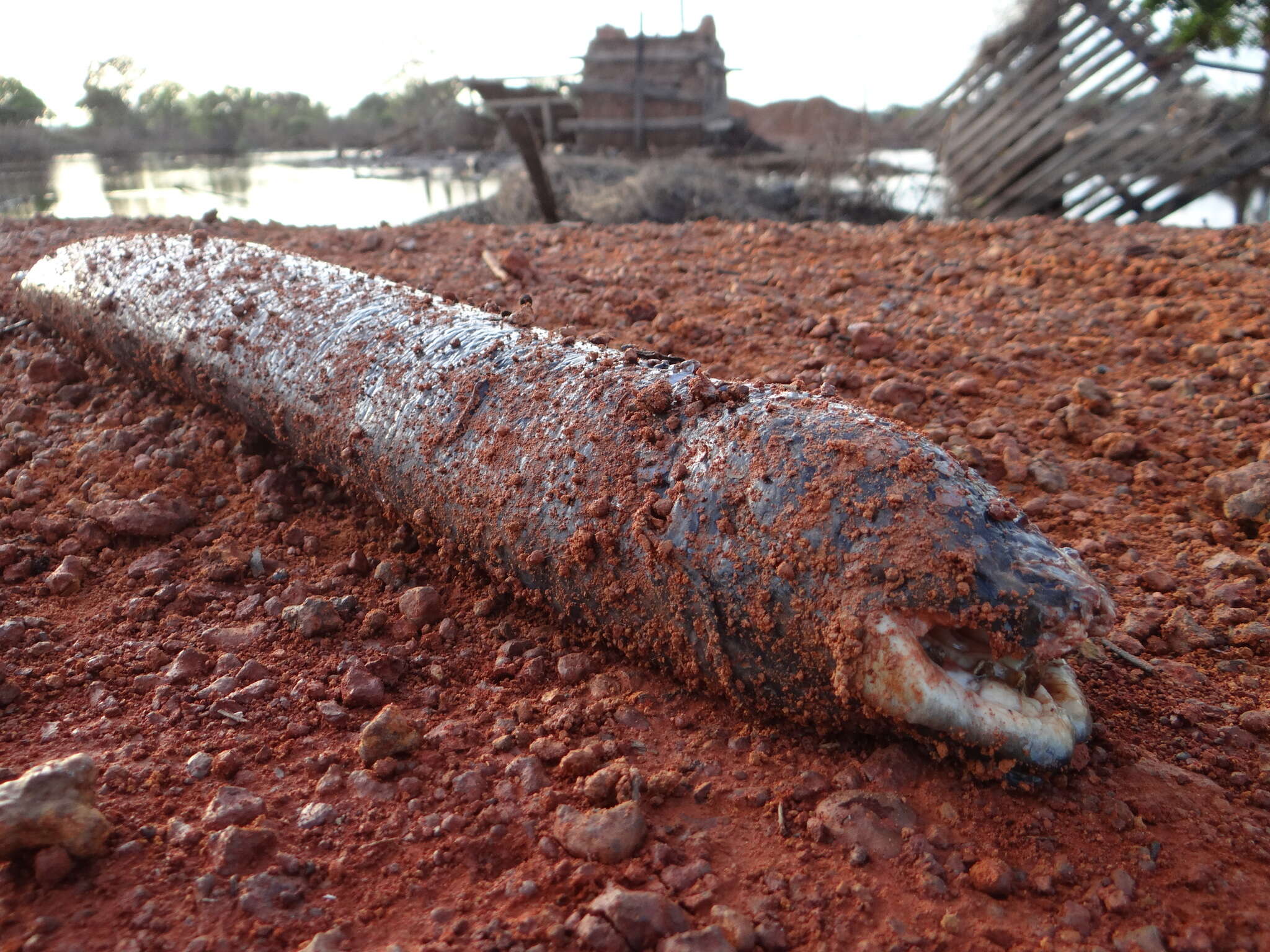 Image of South American lungfishes