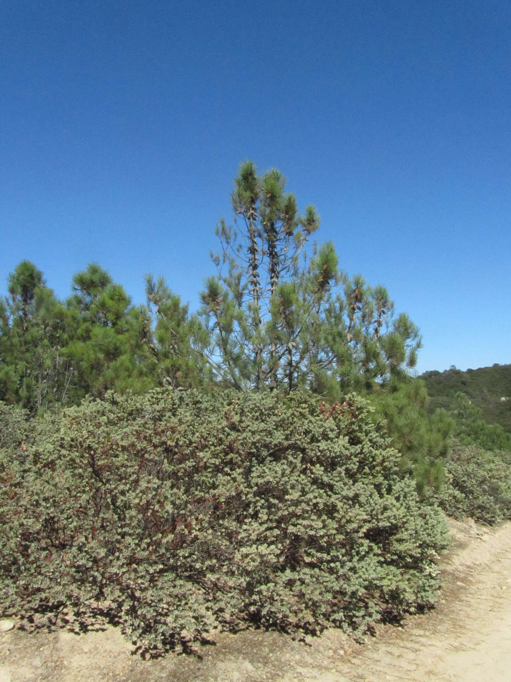 Слика од Arctostaphylos auriculata Eastw.