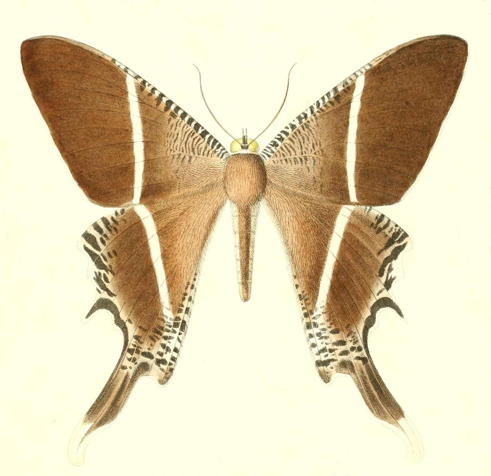 Image of Lyssa menoetius Hopffer 1856