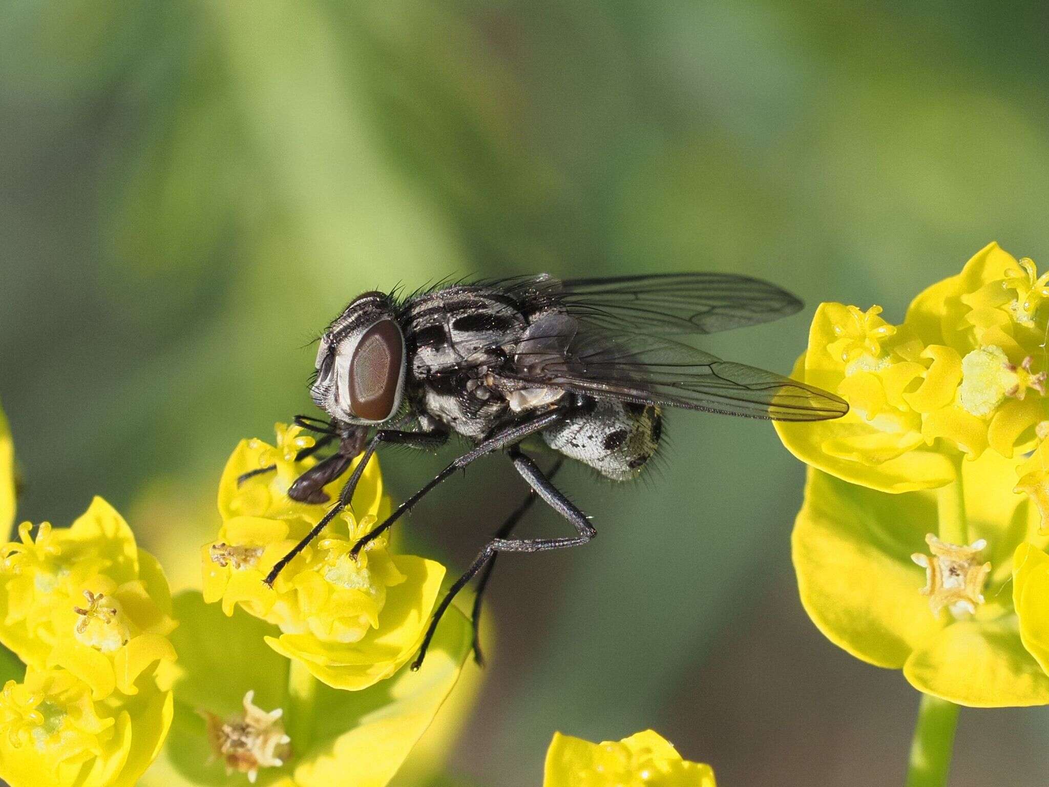 Image of House fly