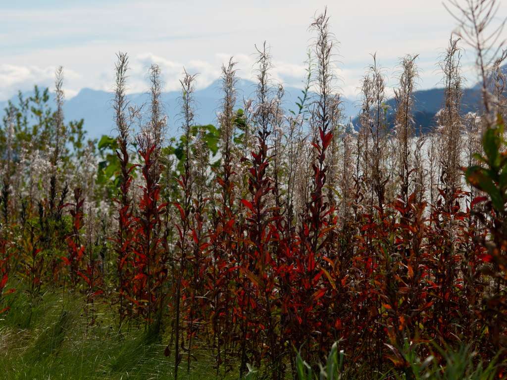 Image of Narrow-Leaf Fireweed