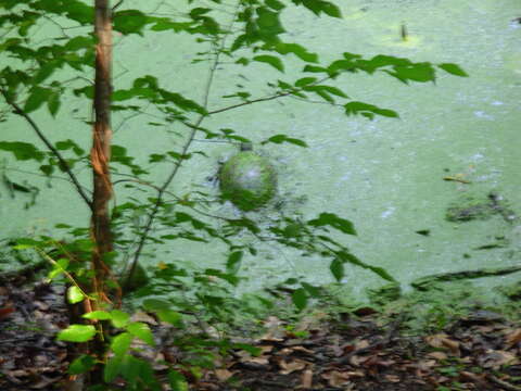 Image of American Red-bellied Turtle