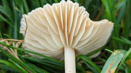 صورة Marasmius oreades (Bolton) Fr. 1836