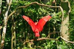 Image of Scarlet Ibis