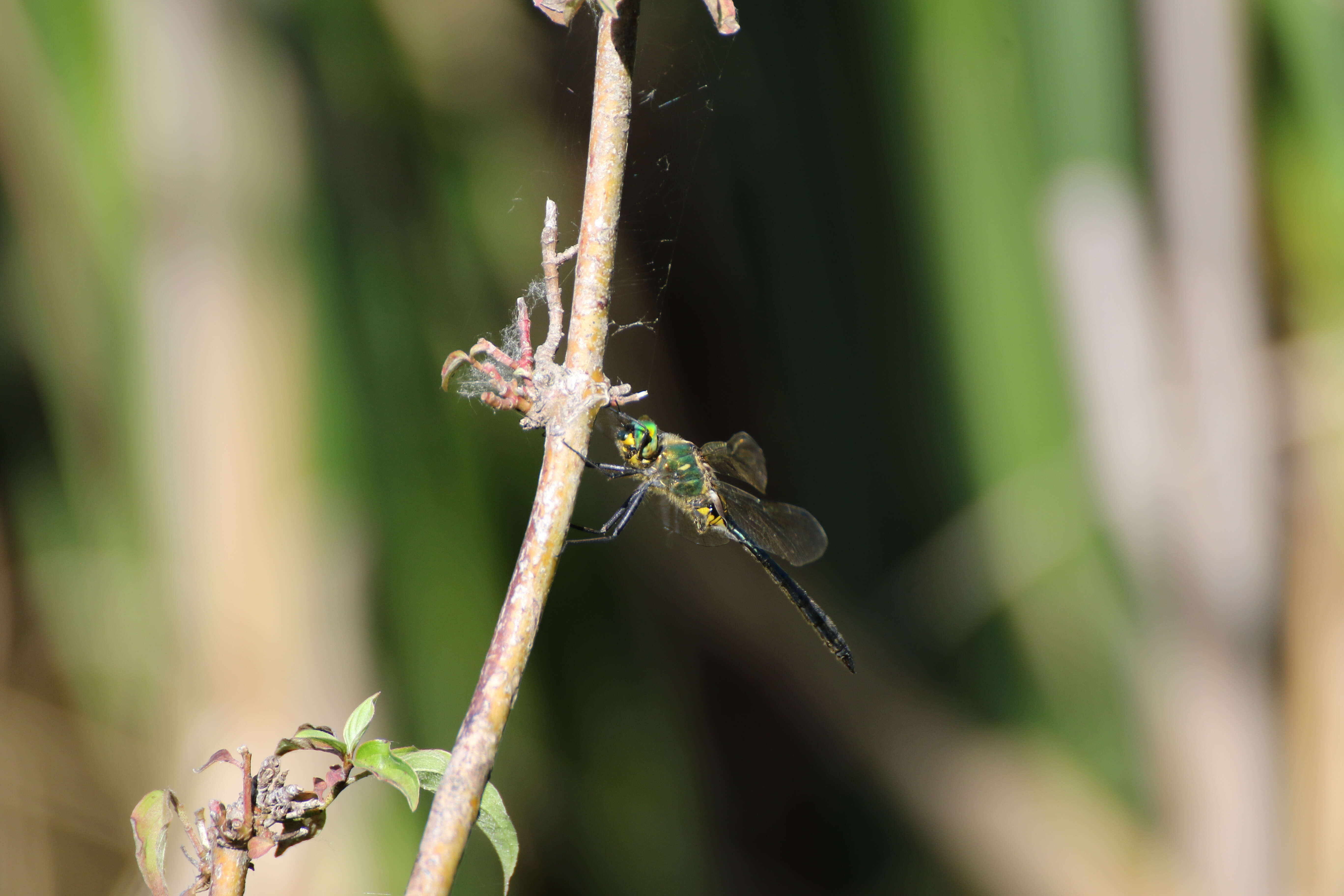 Image of Balkan Emerald