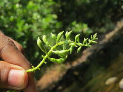 Imagem de Bauhinia malabarica Roxb.