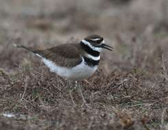 Image of Killdeer